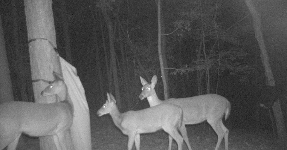 Today's trail cam pick: white-tailed deer